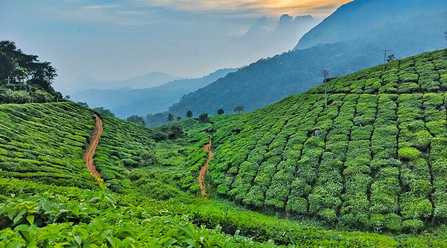 Munnar's Tea Gardens